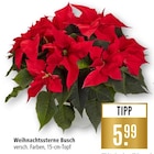 Weihnachtssterne Busch Angebote bei Marktkauf Tübingen für 5,99 €