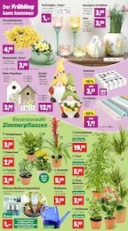 Thomas Philipps Schnittblumen im Prospekt 