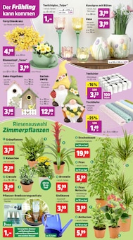 Zimmerpflanzen im Thomas Philipps Prospekt "Top Angebote" mit 9 Seiten (Duisburg)