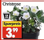 Christrose Angebote bei Wreesmann Dresden für 3,99 €