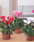 CYCLAMEN - GARDENLINE en promo chez Aldi CYCLAMEN - GARDENLINE dans le catalogue Aldi
