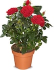 Aktuelle Pflanzen Angebote bei Netto Marken-Discount in Nürnberg Aktuelles Rosen Angebot bei Netto Marken-Discount in Nürnberg ab 2,29 €