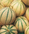 Melons Charentais dans le catalogue Norma