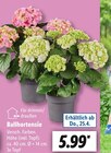 Ballhortensie im aktuellen Prospekt bei Lidl in Giesen