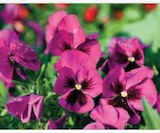 Pensée ou viola en promo chez U Express Saint-Priest à 2,99 €