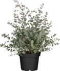 Echter Eukalyptus im aktuellen Globus-Baumarkt Prospekt