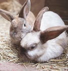 Alimentation pour lapin saveur carotte - MultiFit - Maxi Zoo à Rueil-Malmaison Alimentation pour lapin saveur carotte - MultiFit en promo chez Maxi Zoo Rueil-Malmaison à 10,79 €