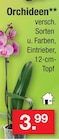 Aktuelles Orchideen Angebot bei Zimmermann in Hannover ab 3,99 €