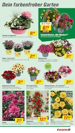 toom Baumarkt Blumen im Prospekt 