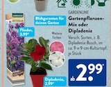 Flieder von Gardenline im aktuellen ALDI SÜD Prospekt für 2,99 €