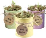 Hyazinthe im Angebot bei REWE in Darmstadt Hyazinthe Angebote bei REWE Darmstadt für 3,49 €