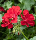 Promo Géranium Lierre Double à 2,99 € dans le catalogue Ma Jardinerie à Exincourt