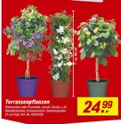 toom Baumarkt Burgwerben - Terrassenpflanzen Angebot im Prospekt Terrassenpflanzen bei toom Baumarkt im Burgwerben Prospekt für 24,99 €