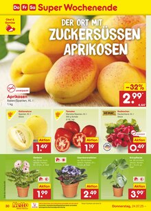 Zimmerpflanzen im Netto Marken-Discount Prospekt "Aktuelle Angebote" mit 65 Seiten (Duisburg)