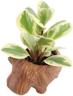 Mini-Grünpflanze bei Penny im Großröhrsdorf Prospekt für 2,99 €