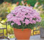 Promo Marguerite d'Automne à 3,49 € dans le catalogue Super U à Craon