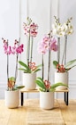 U Express Ronce les Bains - Promo Orchidée 2 tiges Promo Orchidée 2 tiges à 10,99 € dans le catalogue U Express à Ronce les Bains