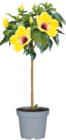 Hibiskus für 25,99 € bei toom Baumarkt im Angebot Hibiskus im aktuellen toom Baumarkt Prospekt