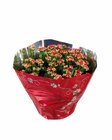 Kalanchoé en coupe en promo chez Lidl Kalanchoé en coupe dans le catalogue Lidl