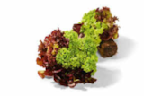 Salat mit Wurzelballen im Angebot bei Netto Marken-Discount in Mannheim Salat mit Wurzelballen Angebote bei Netto Marken-Discount Mannheim für 0,74 €