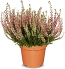 Zweifarbige Besenheide im Angebot bei Netto Marken-Discount in Straubing Zweifarbige Besenheide Angebote bei Netto Marken-Discount Straubing für 2,49 €