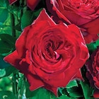 Botanic Épinal - Promo Rosier Noémie de Rothschild . Le pot de 3 litres Promo Rosier Noémie de Rothschild . Le pot de 3 litres à 14,99 € dans le catalogue Botanic à Épinal