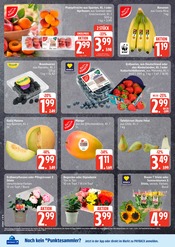 Blumen im EDEKA Prospekt in Seevetal Aktueller EDEKA Prospekt mit Blumen, "Top Angebote", Seite 6