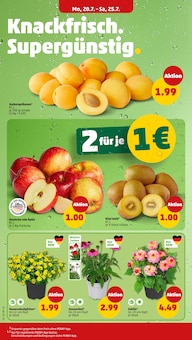 Blumen im aktuellen Penny Prospekt (Oberhausen) Blumen im Penny Prospekt "Wer günstig will, muss Penny." mit 34 Seiten (Oberhausen)