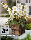 Christrose „Helleborus niger“ Angebote bei Hagebaumarkt München für 4,99 €
