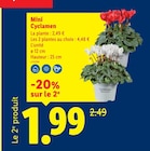 Mini Cyclamen - Lidl Mini Cyclamen à 1,99 € dans le catalogue Lidl