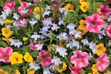 Promo Annuelles ECLOZ à 6,66 € dans le catalogue Jardiland à Corbeil-Essonnes