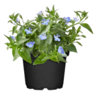 Männertreu bei OBI im Berlin Prospekt für 1,99 €