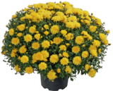 Aktuelles Chrysanthemen Busch Angebot bei tegut in München ab 6,99 €