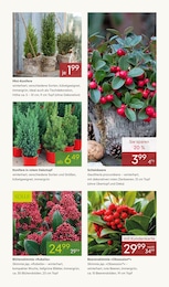 Koniferen Angebot & Preis im aktuellen Pflanzen Kölle Prospekt Koniferen Angebot im aktuellen Pflanzen Kölle Prospekt auf Seite 11