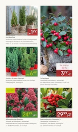Ähnliches Angebot bei Pflanzen Kölle in Prospekt "WINTERZAUBER ERLEBEN" gefunden auf Seite 11