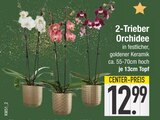 2-Trieber Orchidee von  im aktuellen EDEKA Prospekt für 12,99 €