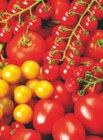 toom Baumarkt Ritterhude - Tomaten Angebot im Prospekt Tomaten bei toom Baumarkt im Ritterhude Prospekt für 1,29 €
