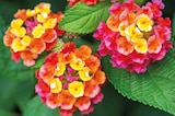 Delbard Sault-lès-Rethel - Promo LANTANA Promo LANTANA à 12,99 € dans le catalogue Delbard à Sault-lès-Rethel