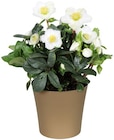 Christrose im Angebot bei Penny in Kirchheim Christrose Angebote bei Penny Kirchheim für 5,99 €