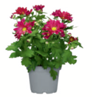 Chrysanthemen im toom Baumarkt Prospekt Chrysanthemen von im aktuellen toom Baumarkt Prospekt für 1,79 €