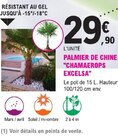 Palmier de chine - CHAMAEROPS EXCELSA à 29,90 € dans le catalogue E.Leclerc