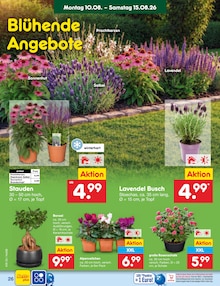Blumen im aktuellen Netto Marken-Discount Prospekt (Hamburg) Blumen im Netto Marken-Discount Prospekt "Aktuelle Angebote" mit 63 Seiten (Hamburg)