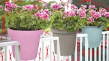 Blumen-Geländertopf im Angebot bei Thomas Philipps in Görlitz Blumen-Geländertopf Angebote bei Thomas Philipps Görlitz für 2,99 €