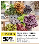 Purpur-Glöckchen (Heuchera) bei OBI im Isernhagen Prospekt für 5,99 €