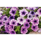 Plantes à massif à Carrefour dans Cheux Plantes à massif à Carrefour dans Cheux