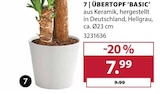 Übertopf 'Basic' von  im aktuellen Dehner Garten-Center Prospekt für 7,99 €