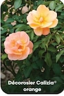 Ma Jardinerie Arc-lès-Gray - Promo Décorosier Calizia® orange Promo Décorosier Calizia® orange à 15,99 € dans le catalogue Ma Jardinerie à Arc-lès-Gray
