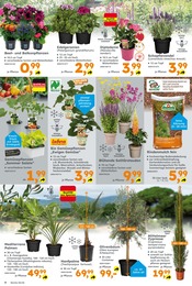 Kübelpflanzen Angebot im aktuellen Globus-Baumarkt Prospekt auf Seite 4