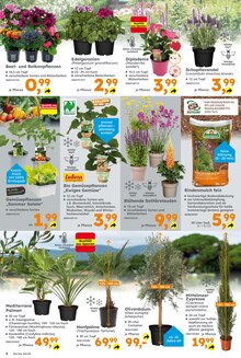 Grünpflanzen im Globus-Baumarkt Prospekt "Immer eine Idee besser" mit 18 Seiten (Wiesbaden)