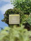 Majoran von Sunny heRBs im aktuellen Pflanzen Kölle Prospekt für 3,99 €